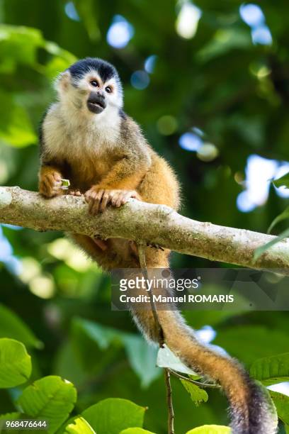 squirrel monkey, corcovado national park, costa rica - dödskalleapa bildbanksfoton och bilder