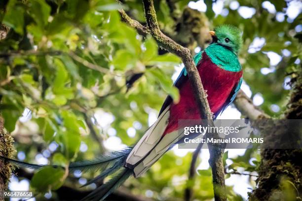 resplendent quetzal, monteverde cloud forest wildlife reserve, costa rica - foresta pluviale di monteverde foto e immagini stock