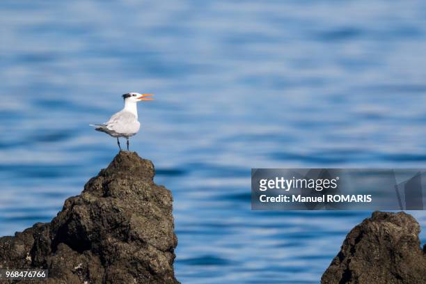 royal tern, drake bay, corcovado national park, costa rica - royal tern stockfoto's en -beelden