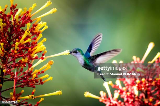 crowned woodnymph, bahia drake, corcovado national park, costa rica - osa peninsula stockfoto's en -beelden