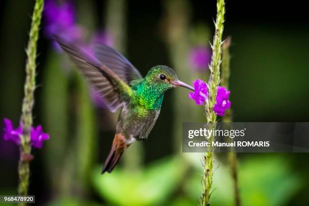 rufous-tailed hummingbird, arenal volcano national park, costa rica - hummingbirds stock-fotos und bilder