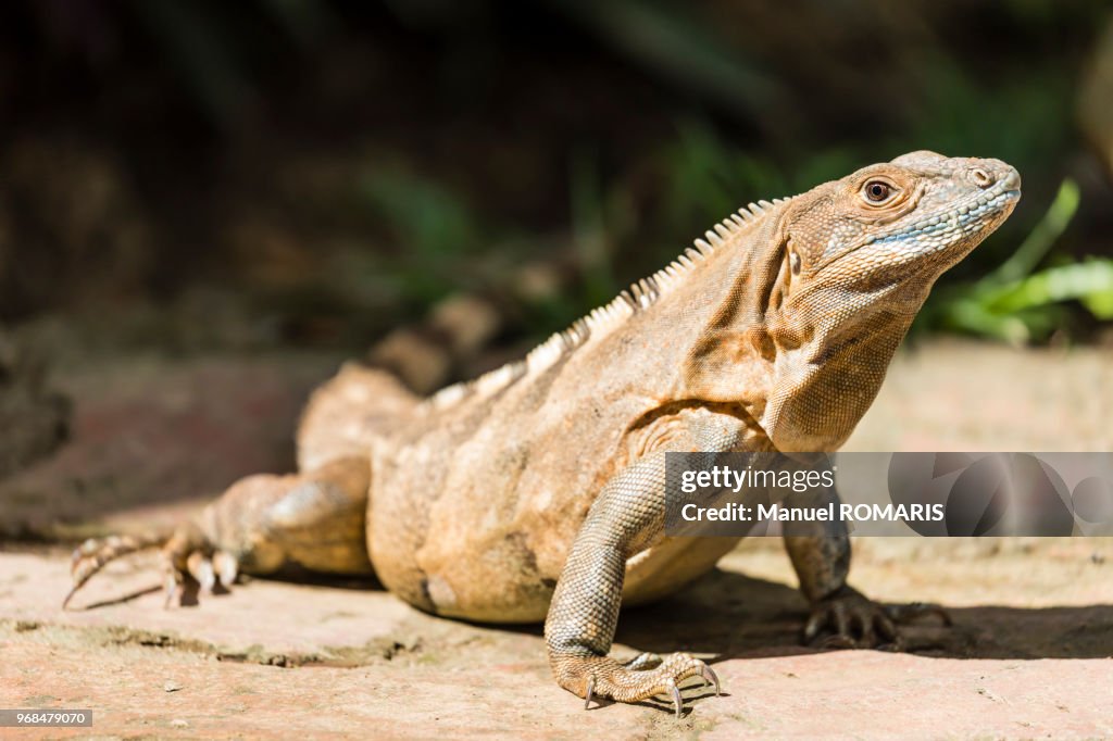 Green iguana, Carara National Park, Costa Rica