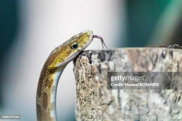 neotropical rat snake, monteverde, costa rica - rat snake stock pictures, royalty-free photos & images