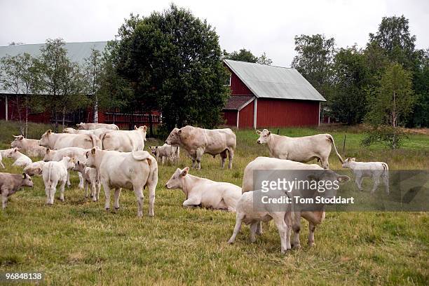 Herd of charolais cattle graze on pasture at a typical farm in the Smaland region of Sweden.