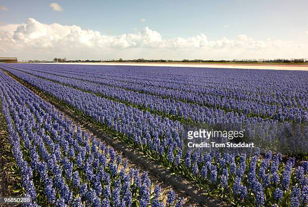 Dutch flower bulbs are exported all over the world and are the most important agricultural industry in the Netherlands. The areas of Lisse, Hillegom,...