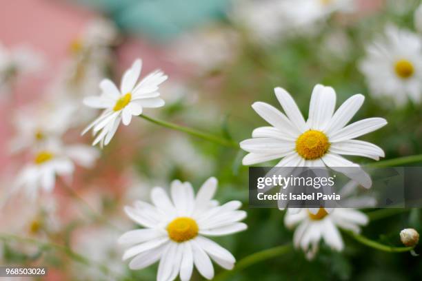 daisies - isabel pavia stock-fotos und bilder