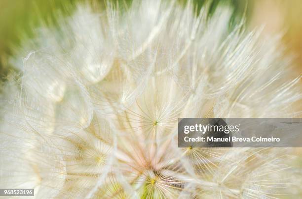 dandelion - allergy season stock pictures, royalty-free photos & images