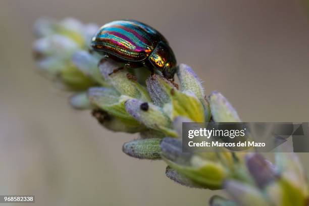 Chrysolina americana, common name rosemary beetle, on a lavender plant in a park during spring. Females lay their eggs on the leaves of the host...