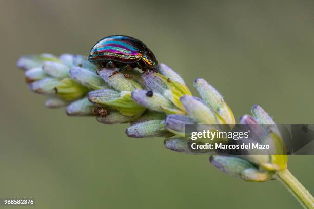 Chrysolina americana, common name rosemary beetle, on a lavender plant in a park during spring. Females lay their eggs on the leaves of the host...