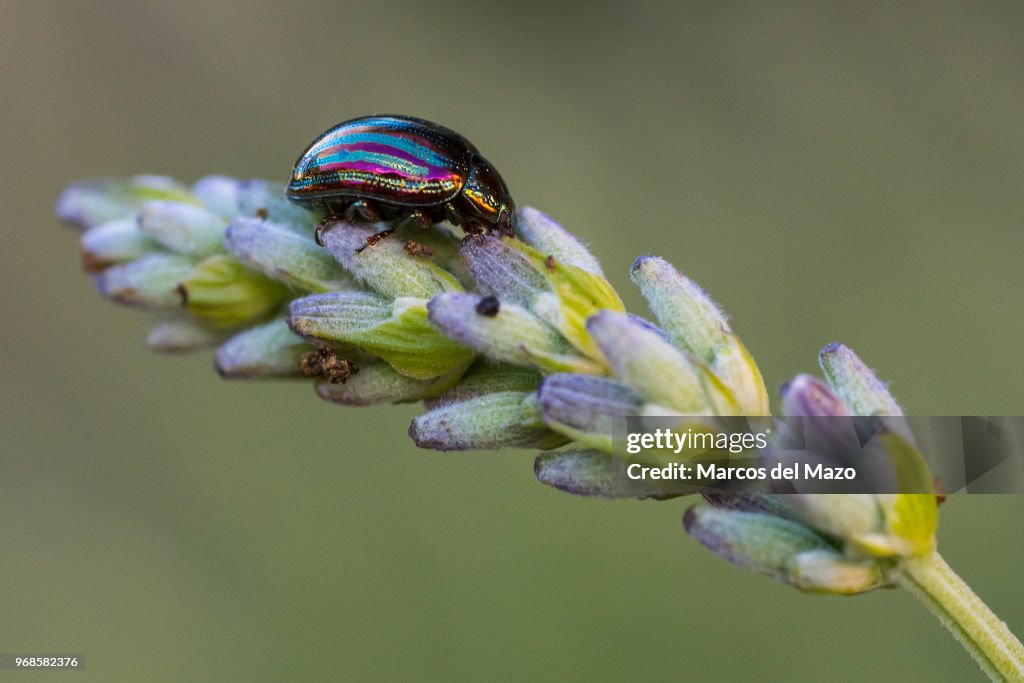 Chrysolina americana, common name rosemary beetle, on a...