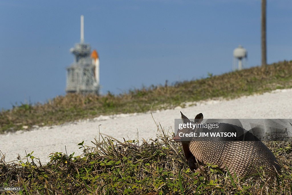 An armadillo prepares to cross a gravel
