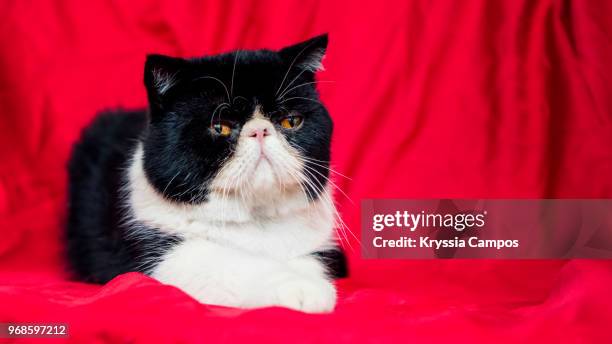 beautiful bi-color persian cat - heredia province stock pictures, royalty-free photos & images