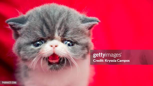 persian kitten meowing to the camera - heredia province stock pictures, royalty-free photos & images