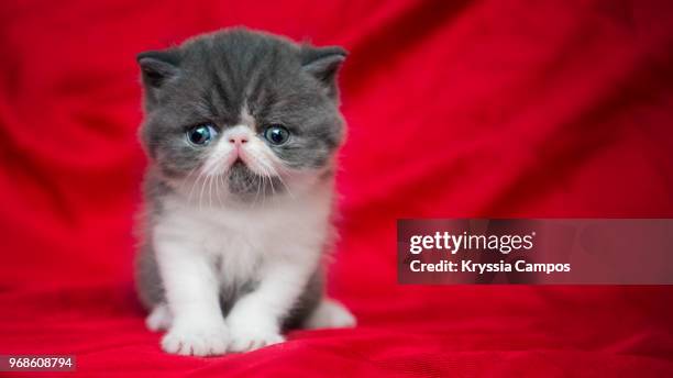 four weeks old bi-color persian kitten - heredia province stock pictures, royalty-free photos & images