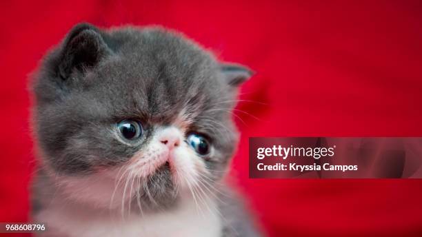 four weeks old bi-color persian kitten - heredia province stock pictures, royalty-free photos & images