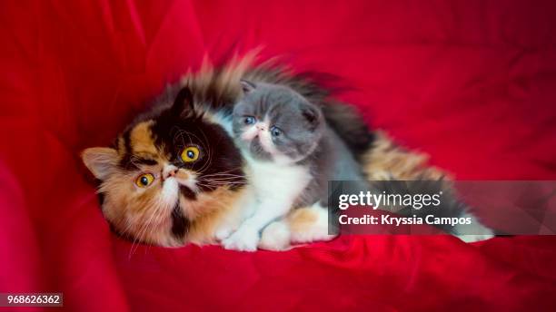 newborn kitten with mother - heredia province stock pictures, royalty-free photos & images