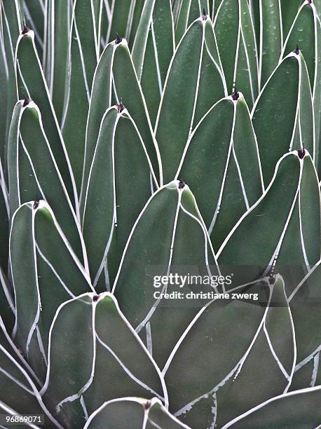 natural pattern  - zwerg stock pictures, royalty-free photos & images