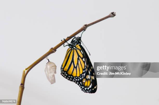 monarch butterfly - pupa stock pictures, royalty-free photos & images