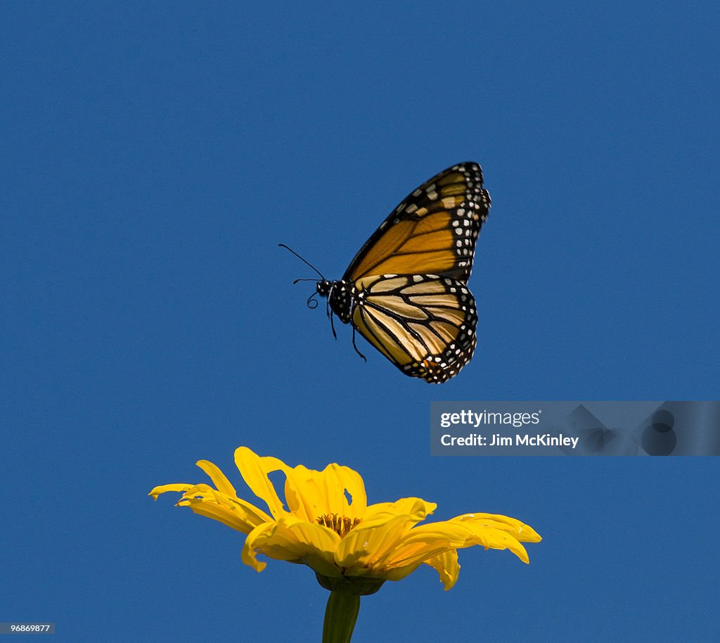 Monarch Butterfly