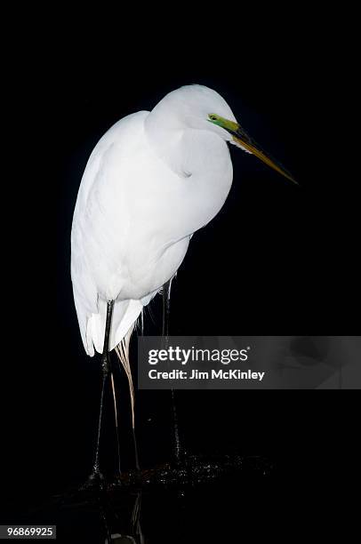 24 Great White Heron National Wildlife Refuge Stock Photos, HighRes