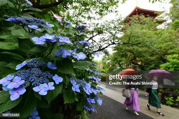 People holding umbrellas walk past bloomed hyderangea at Takahata Fudo Temple on June 6, 2018 in Hino, Tokyo, Japan. Japan Meteorological Agency said...