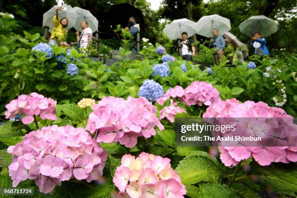 People holding umbrellas walk among bloomed hyderangea field at Hasedera Temple on June 6, 2018 in Kamakura, Kanagawa, Japan. Japan Meteorological...