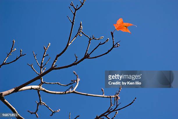 the last leaf during fall - ken ilio bildbanksfoton och bilder