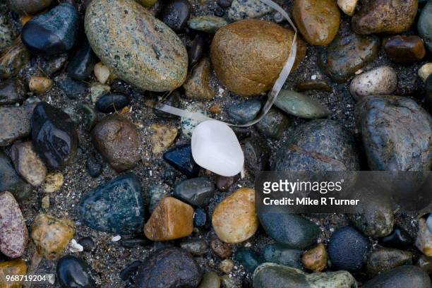 mystical white rock - white rock bc stock pictures, royalty-free photos & images