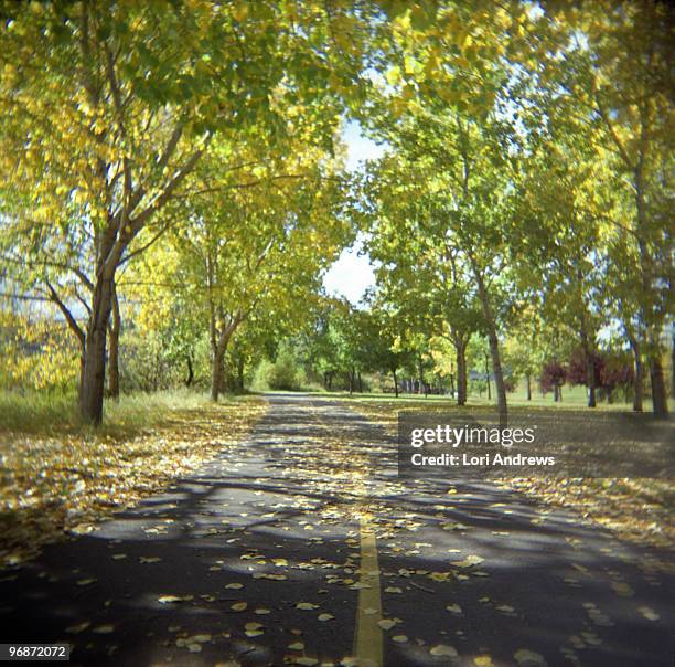 tree lined pathway in summer - lori andrews stock-fotos und bilder