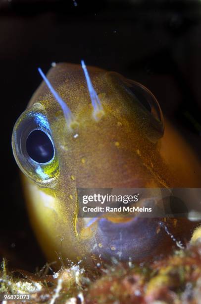 blenny, close up - blenny stock pictures, royalty-free photos & images