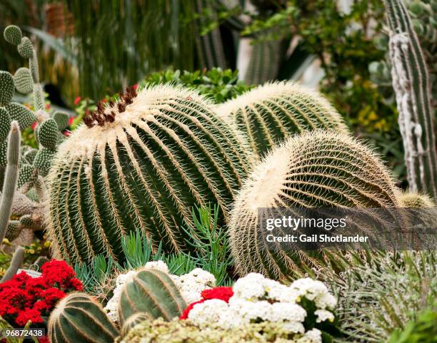 three echinocactus grusoni - golden barrel cactus stock pictures, royalty-free photos & images
