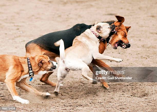dogs playing roughly and biting - raufen stock-fotos und bilder