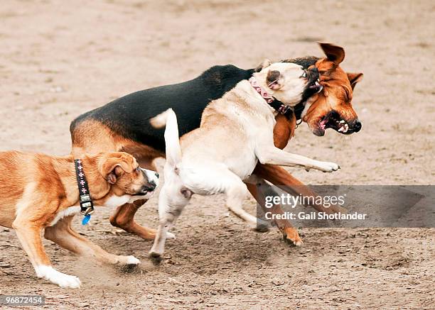 dogs playing roughly and biting - german shepherd bark stock pictures, royalty-free photos & images