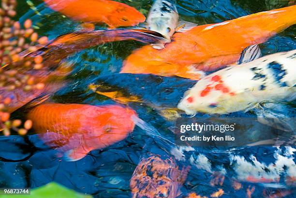 gold fish - ken ilio fotografías e imágenes de stock