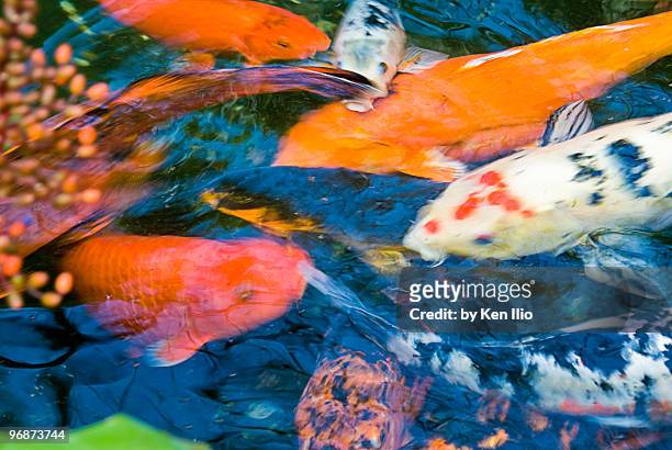 gold fish - ken ilio stock pictures, royalty-free photos & images