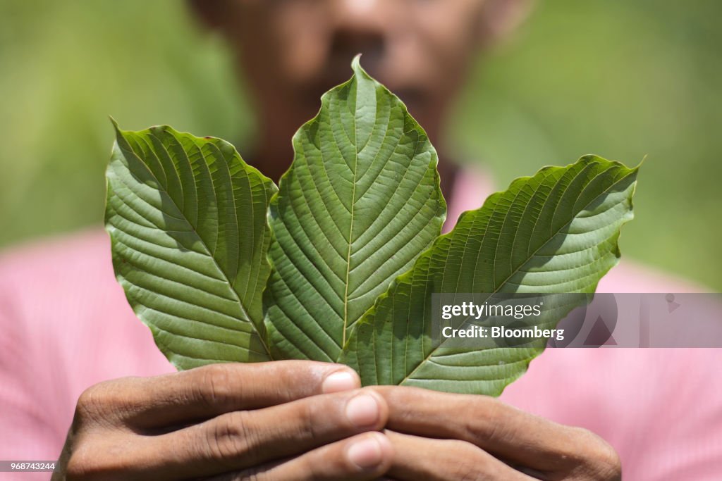 Kratom Harvesting and Processing in Indonesian Borneo