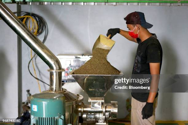 Worker pours finely ground kratom leaves into a machine to be processed into powder at a facility in Kapuas Hulu, West Kalimantan, Indonesia, on...