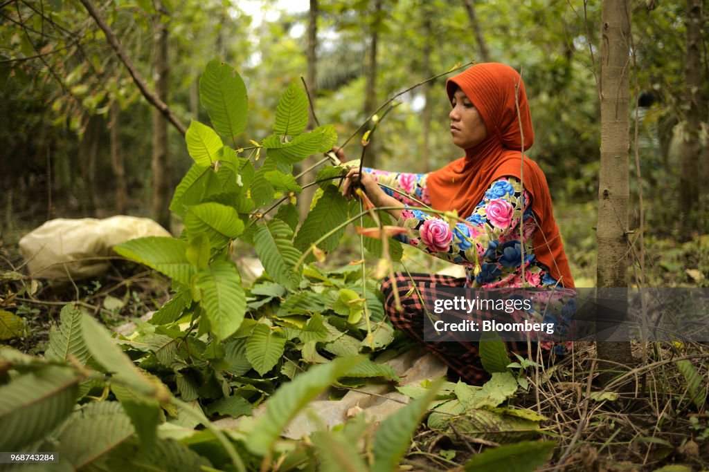 Kratom Harvesting and Processing in Indonesian Borneo