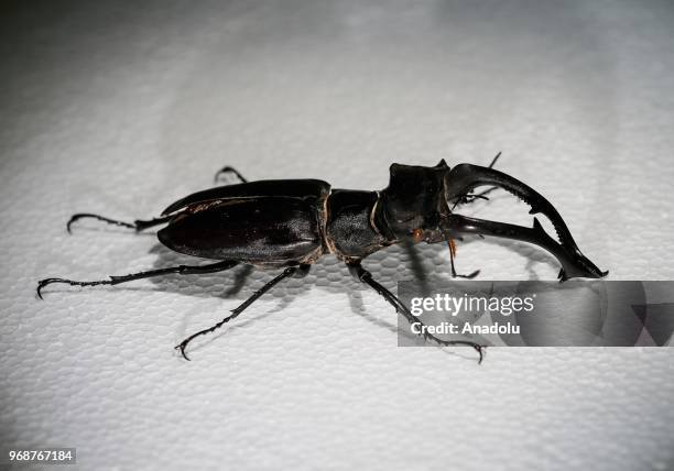 Photo shows a 'Stag Beetle' at an inspect museum at Manisa Celal Bayar University Alasehir Vocational School in western Manisa province of Turkey on...