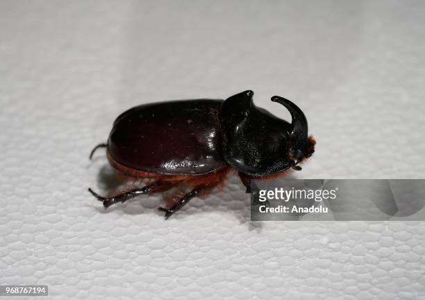 Photo shows a 'Rhino Beetle' at an inspect museum at Manisa Celal Bayar University Alasehir Vocational School in western Manisa province of Turkey on...