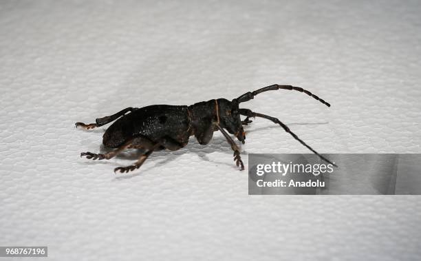 Photo shows a 'Ground Beetle' at an inspect museum at Manisa Celal Bayar University Alasehir Vocational School in western Manisa province of Turkey...