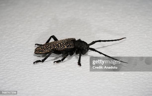 Photo shows a 'Cerambycidae' at an inspect museum at Manisa Celal Bayar University Alasehir Vocational School in western Manisa province of Turkey on...