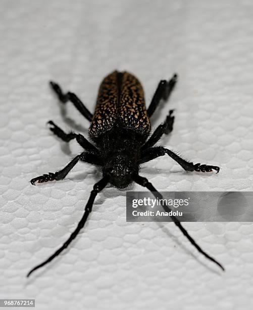 Photo shows a 'Cerambycidae' at an inspect museum at Manisa Celal Bayar University Alasehir Vocational School in western Manisa province of Turkey on...