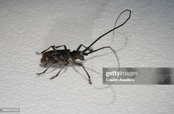 Photo shows a 'Cerambycidae' at an inspect museum at Manisa Celal Bayar University Alasehir Vocational School in western Manisa province of Turkey on...