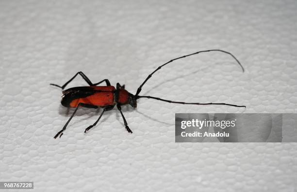 Photo shows a 'Cerambycidae' at an inspect museum at Manisa Celal Bayar University Alasehir Vocational School in western Manisa province of Turkey on...