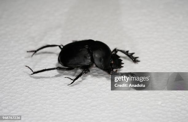 Photo shows a 'Scarabae' at an inspect museum at Manisa Celal Bayar University Alasehir Vocational School in western Manisa province of Turkey on...