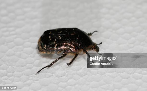 Photo shows a 'Scarabae' at an inspect museum at Manisa Celal Bayar University Alasehir Vocational School in western Manisa province of Turkey on...