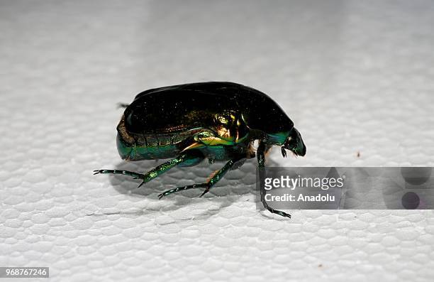 Photo shows a 'Rose Chafer' at an inspect museum at Manisa Celal Bayar University Alasehir Vocational School in western Manisa province of Turkey on...
