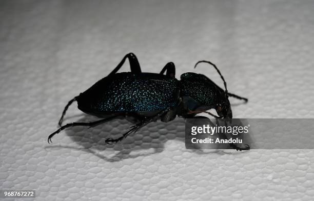 Photo shows a 'Ground Beetle' at an inspect museum at Manisa Celal Bayar University Alasehir Vocational School in western Manisa province of Turkey...