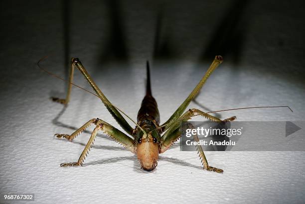 Photo shows a 'Caelifera' at an inspect museum at Manisa Celal Bayar University Alasehir Vocational School in western Manisa province of Turkey on...